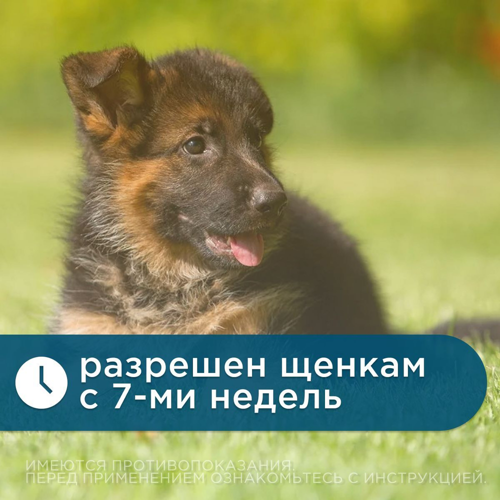 Ошейник от блох и клещей Форесто для собак более 8кг