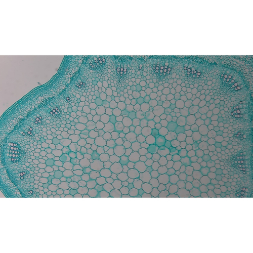 Видеоокуляр ToupCam XCAMLITE1080PA HDMI USB