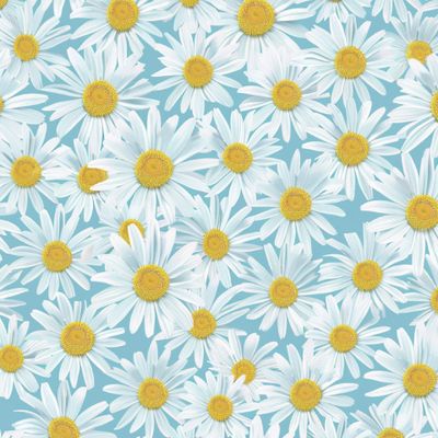 Ромашки на голубом фоне