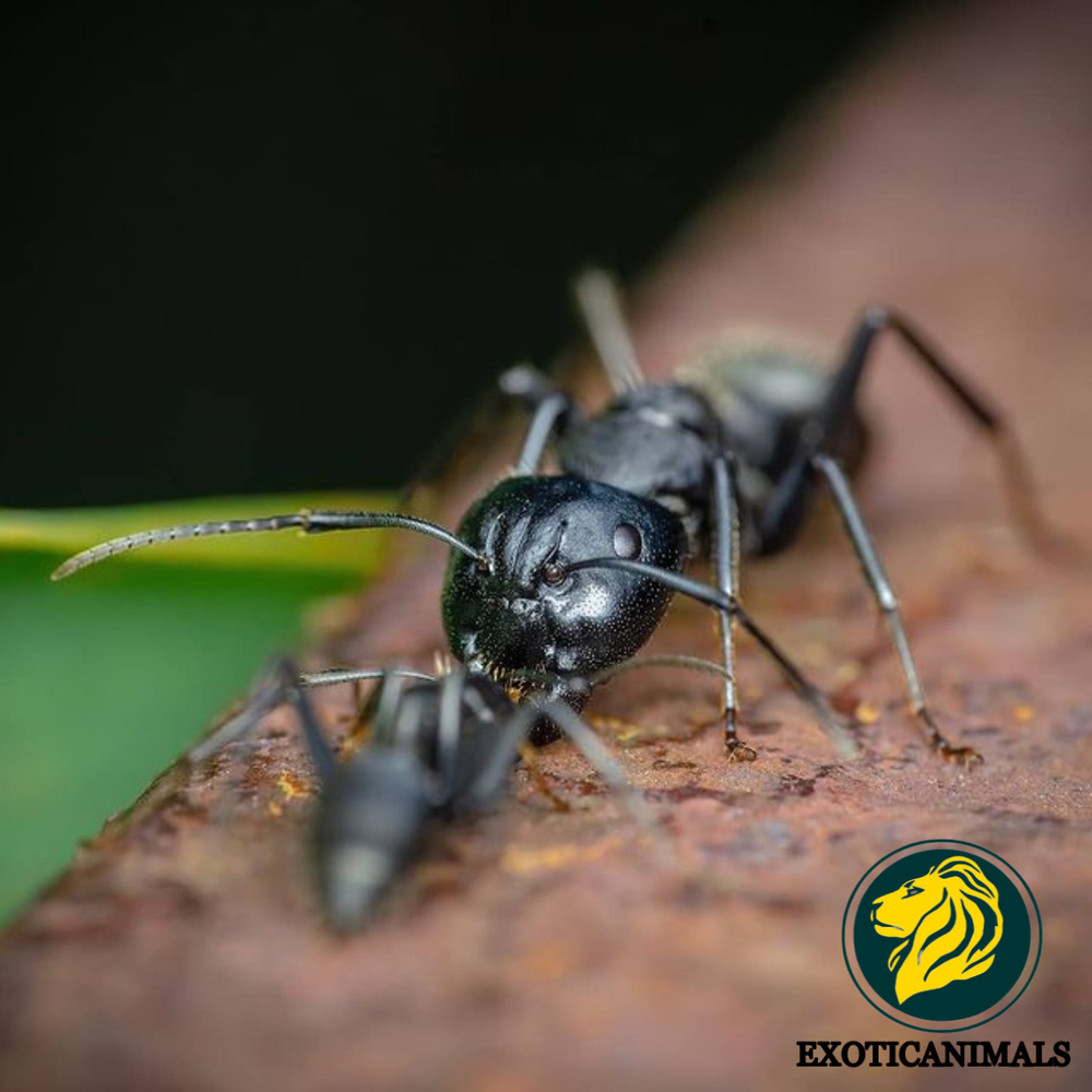 Муравьи Camponotus vagus (Чёрный муравей-древоточец)