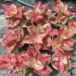 Аглаонема MAHA DEWI / TWISTED MAHA SEDTHEE