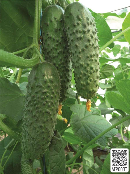 Артист F1 семена огурца партенокарпического (Bejo / ALEXAGRO) культура – фото 3