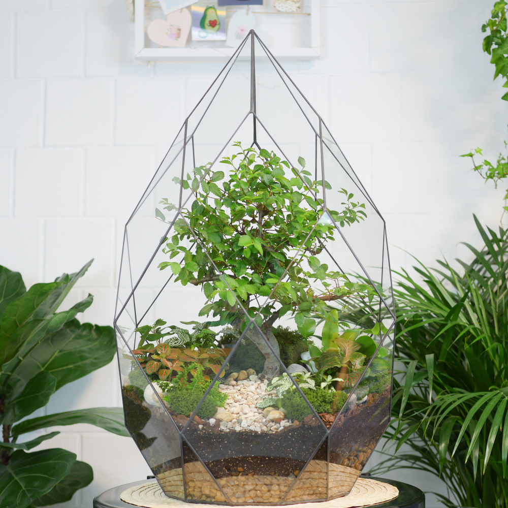 Флорариум бонсай Японский вяз Фаберже