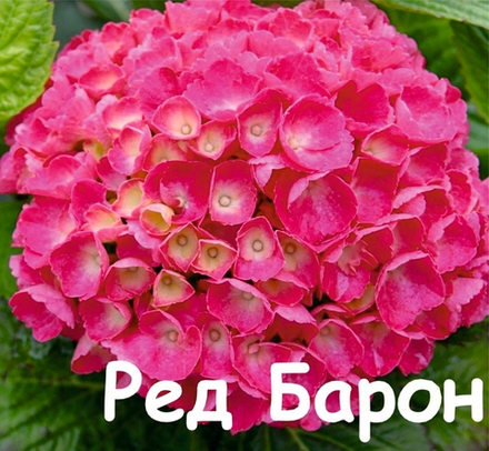 RED BARON/ РЭД БАРОН(Стандарт поставки Р9)2025г.