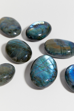 Лабрадор палмстоун S