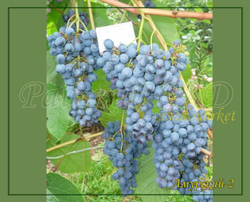 Виноград Амурский-2