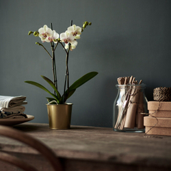 IKEA DAIDAI  (ИКЕА ДАИДАИ)  -  Подставка для посуды, цвет латуни, 9 см