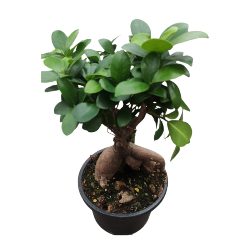 Бонсай фикус