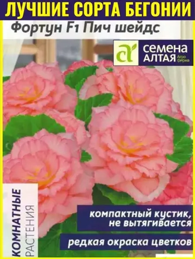 Семена цветов бегония Фортун F1 розовая -4 шт