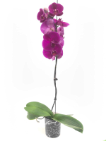 Фаленопсис (Орхидея) 1 РР(белый)