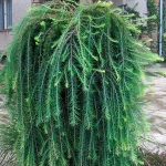 Лиственница японская Стифф Випер f45 200-250, 14-16