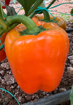 Перец сладкий Сенека F1