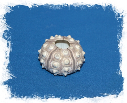 Панцирь морского ежа серый 4-5 см