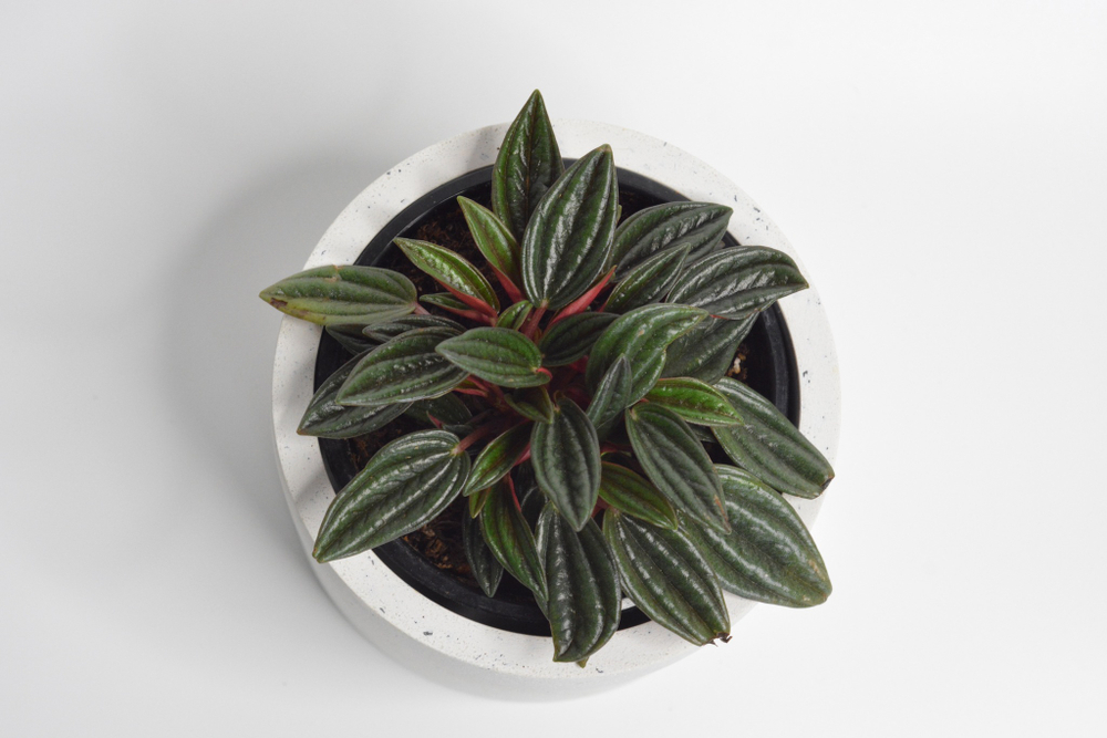Пеперомия Россо / Peperomia Rosso