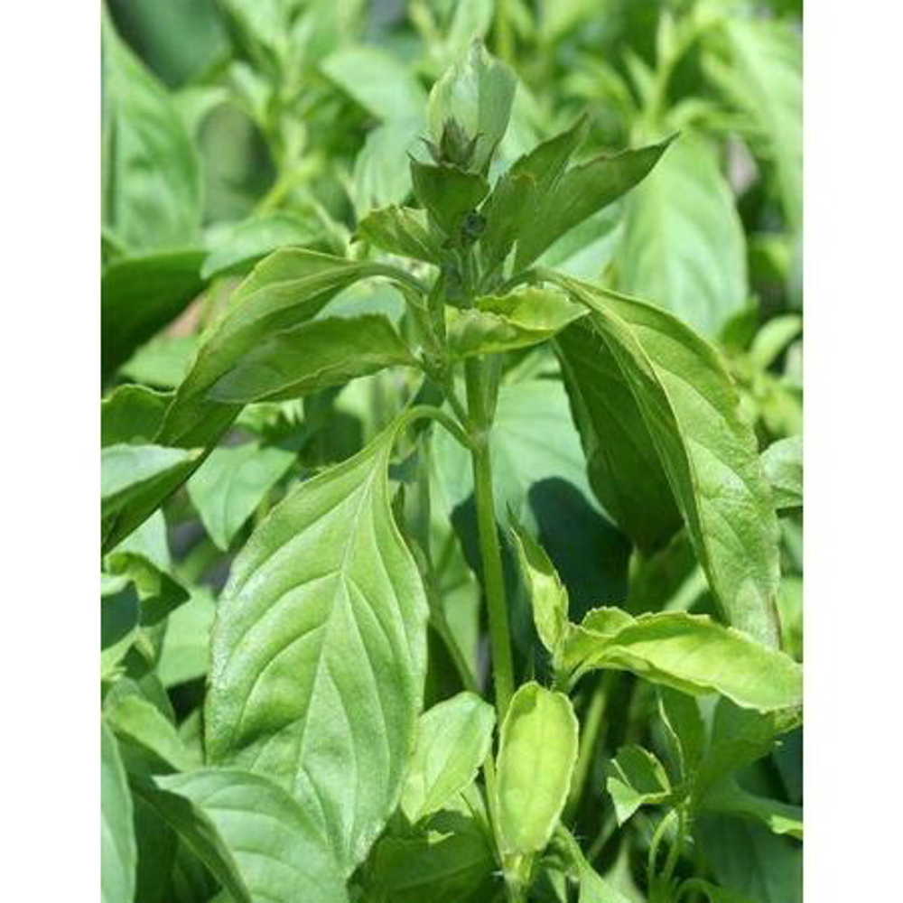 Семена Базилик Лимонный Аромат (Марс) 0,3гр Б/П