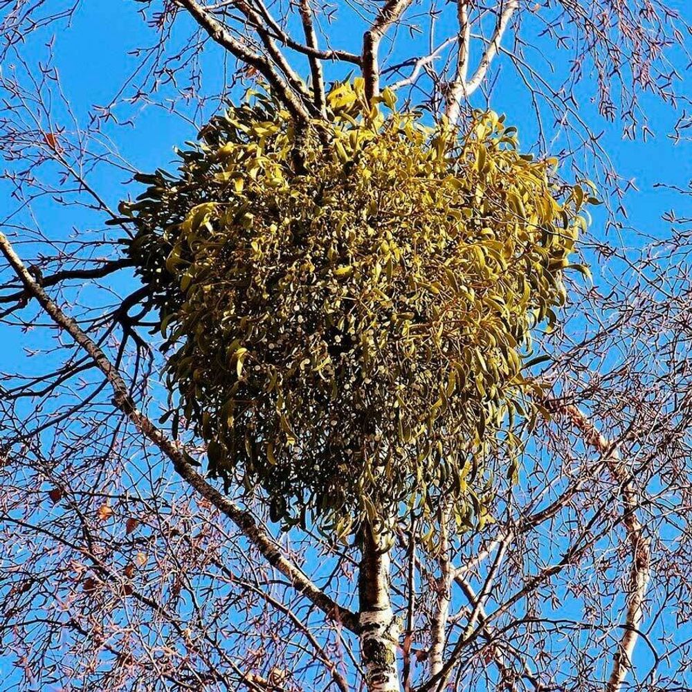 Омела белая (трава) 500 г