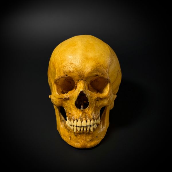 Череп человека в масштабе 1:1  (анатомическая модель)