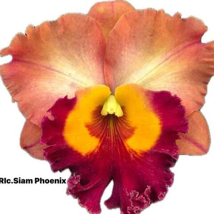 Орхидея ринхолелиокаттлея RLC. SIAM PHOENIX