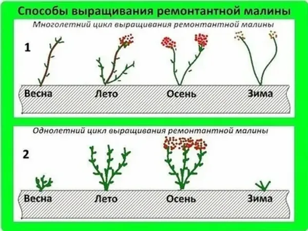 Выращивание ремонтантной малины: что делать в мае, чтобы получить два урожая Выращивание ремонтантной малины: что делать в мае, чтобы получить два урожая