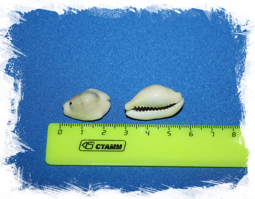 Ракушка ципрея монета с отверстием