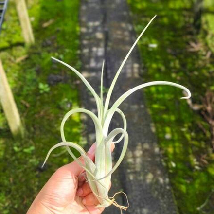 Тилландсия intermedia