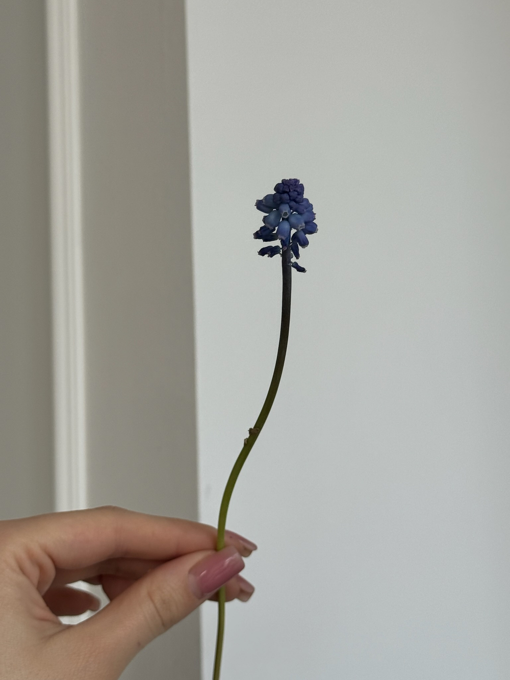 Мускари