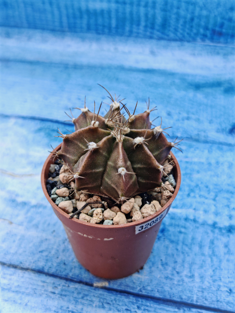 Gymnocalycium Friedrichii (Гимнокалициум)