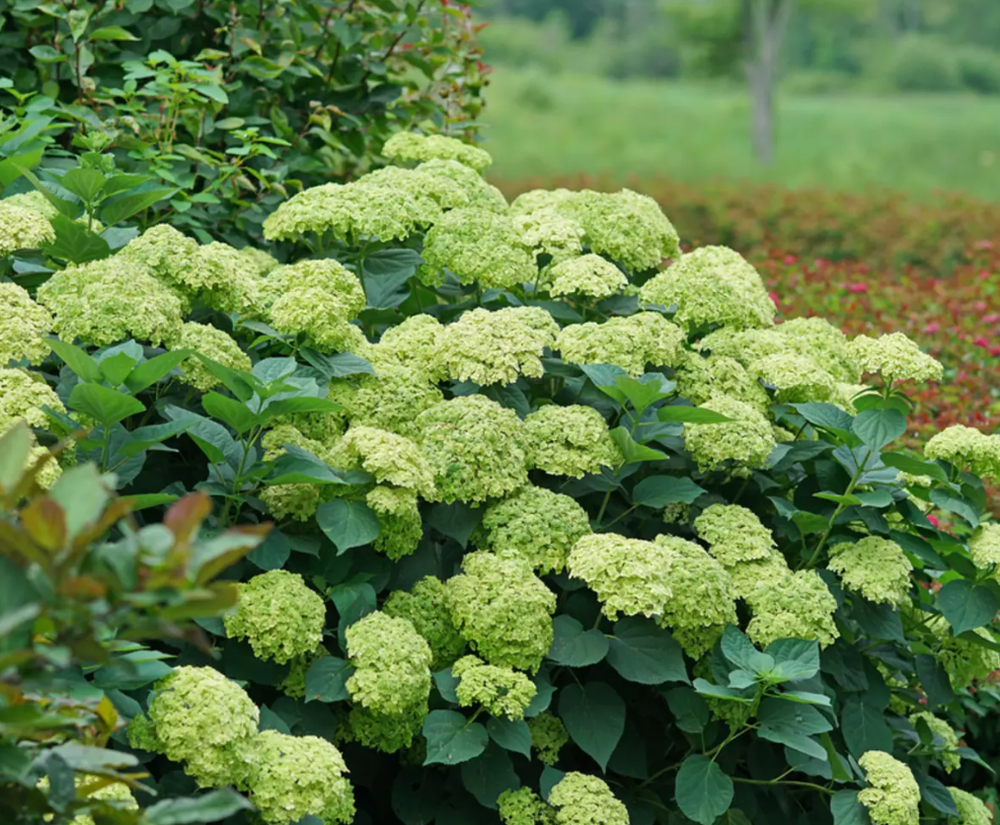 Гортензия древовидная Сублим Аннабель (3/5 веток) Закупка М59 апрель 2026