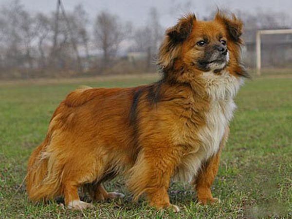 Русская каштанка