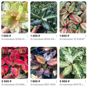 Предзаказ Аглаонемы Таиланд, поставка S03 май 2026