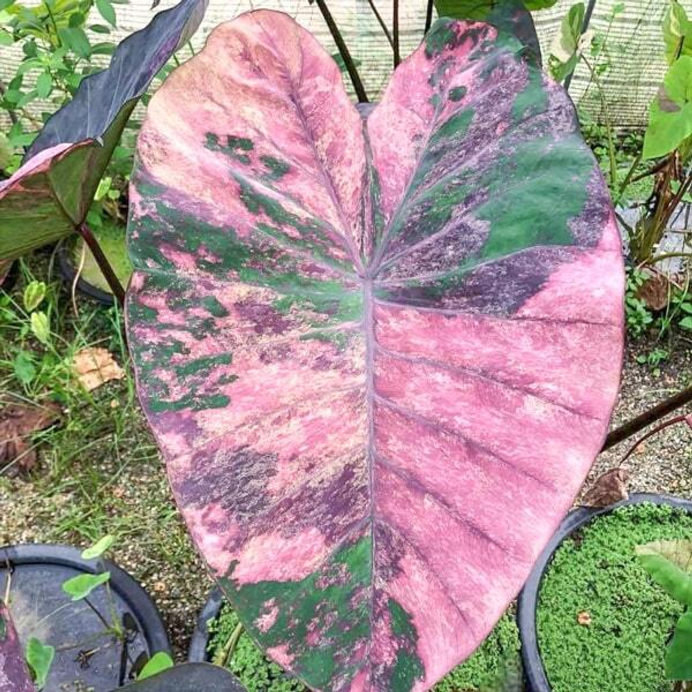 Колоказия VIOLET BLACK SPECTER