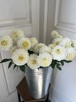 Георгина в белом оттенке