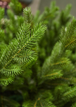 Ель искусственная литая Изящная