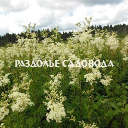 Лабазник (Филипендула) вязолистная (горшок 2л)