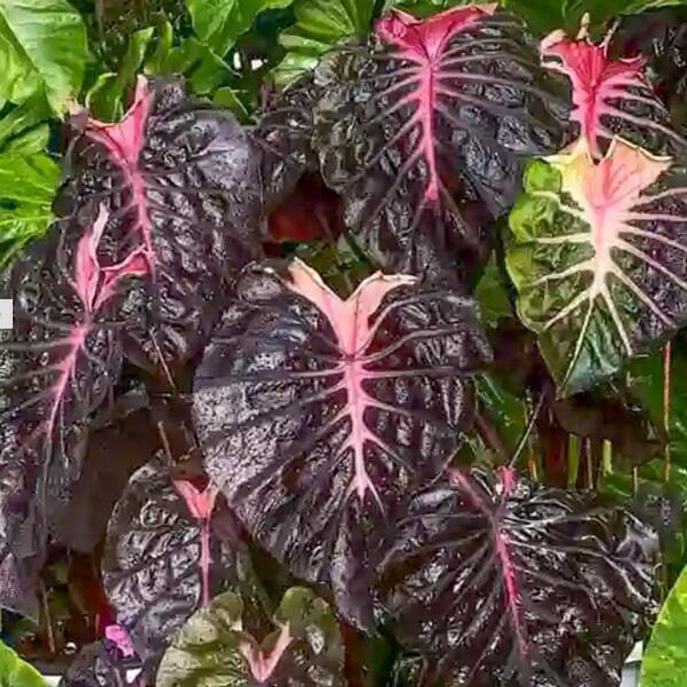 Колоказия PSYLOCKE