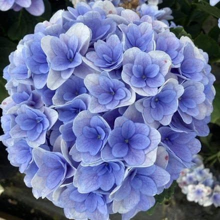 Florentina Blue/ Флорентина  Блю (Стандарт поставки Р9)2025г.