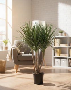 Драцена angustifolia Dragon's Blood Tree д.30