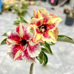 Адениум RATSAMEE CHAN