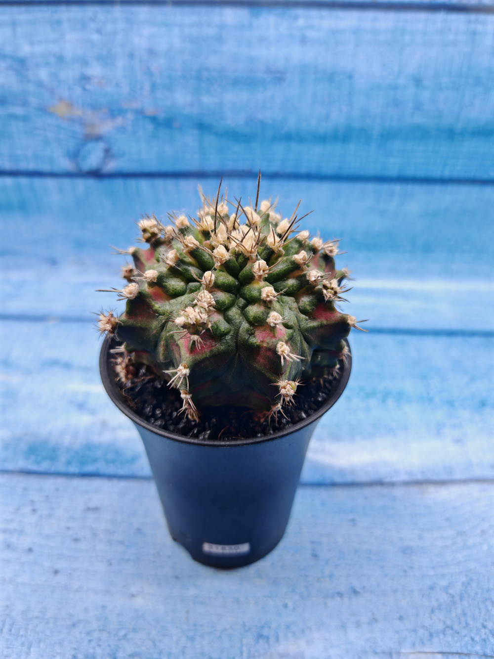 Gymnocalycium T-Rex Pink hybride (Гимнокалициум T-rex)