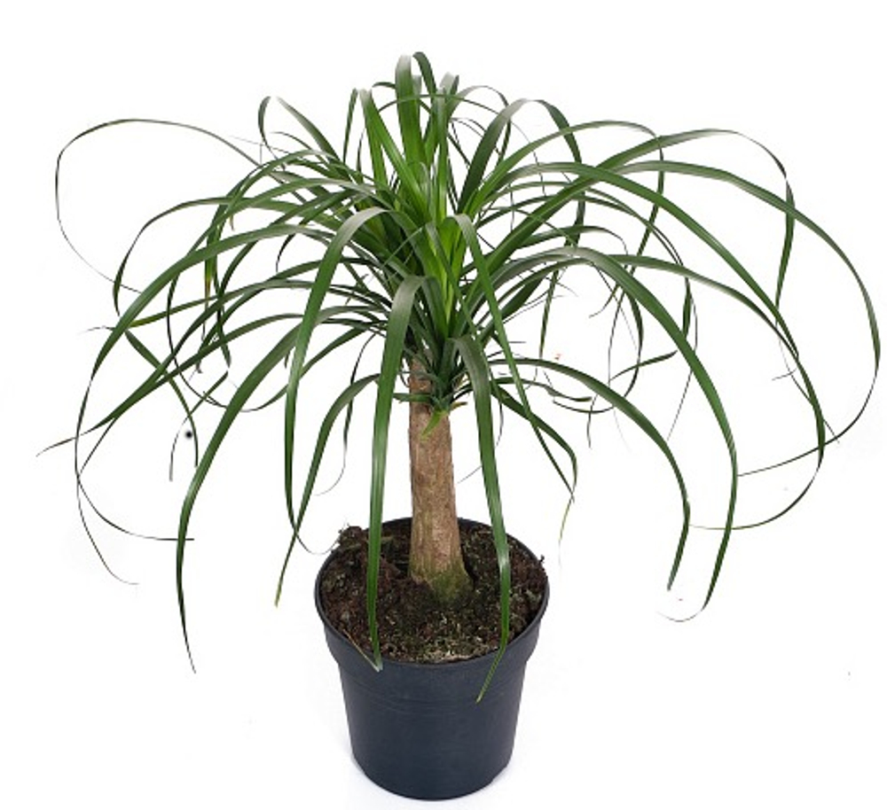 Нолина штамб