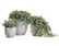 Комплект - Туя 210 см в кашпо TREEZ Effectory - WOW