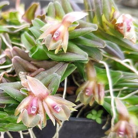 Орхидея EPIDENDRUM SCHLECHTERIANUM