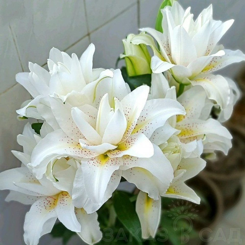 Лилия Roseliliy Sita (Розовидный гибрид)