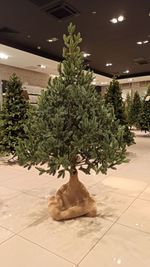 Искусственная ель на ножке «Датская» (хвоя Литая) 210 см / 2.1 м