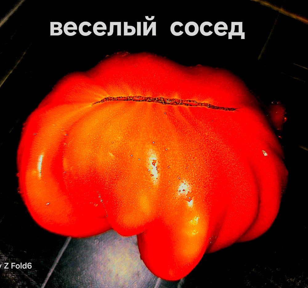 Весёлый сосед