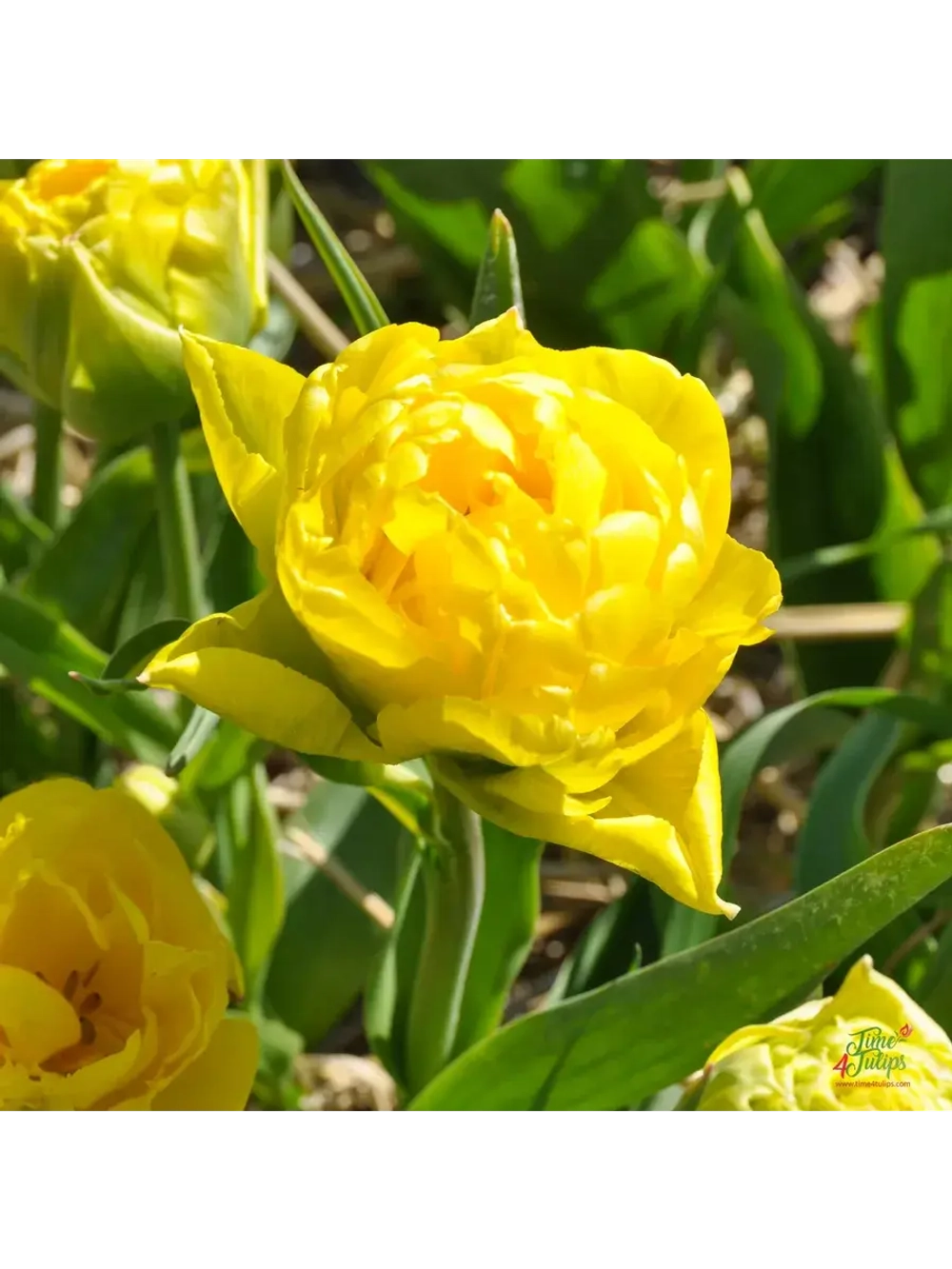 Тюльпаны пионовидные ,луковицы сорт LIMOUSINE желтые (4шт)