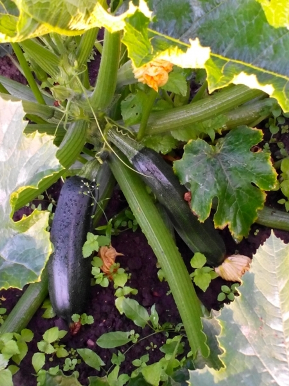 Кабачок Сальвадор F1 5шт Мировые Семена VITA GREEN