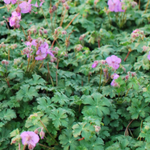 Герань кантабрийская "Karmina". Geranium cantabrigense "Karmina".