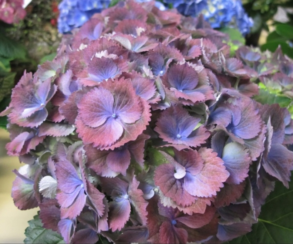 Stramini (Gemini)/Штрамини( Джемини) (Стандрат поставки Р9) 2025г.