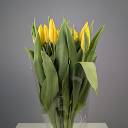 Пачка Жёлтых Тюльпанов (25 шт.)